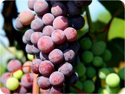 Catawba grapes
