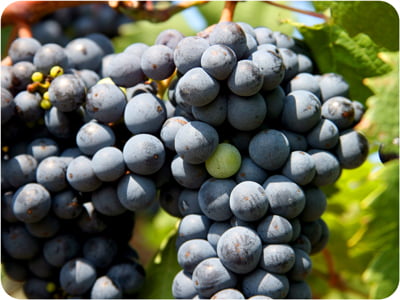Chambourcin grapes