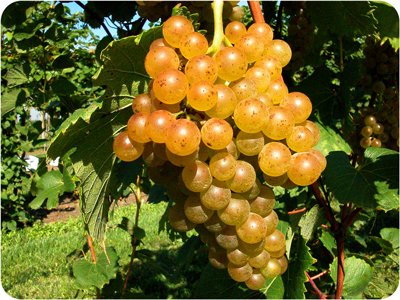 Chardonel grapes