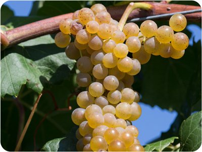 Itasca grapes
