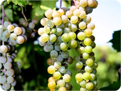La Crescent grapes