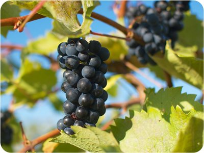 Marechal Foch grapes