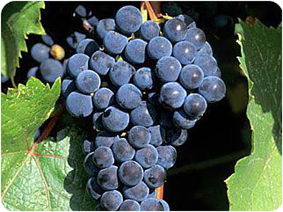 Marquette grapes