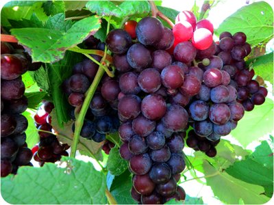 Steuben grapes