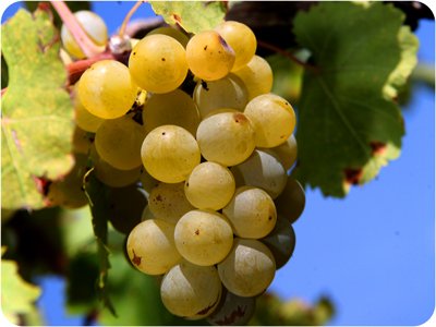 Valvin Muscat grapes